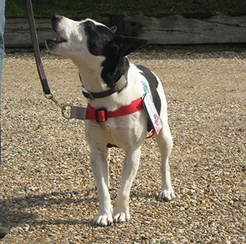 STOP PULL HARNESS. Front Leading. Red 12- 23 Lb (5 - 10 kg) Girth Size 15 - 21 ins ( 38 - 53 cm ) - PawsPlanet Australia