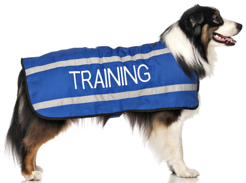 TRAINING (Dog In Training/Do Not Disturb) Blue Colour Coded S M L Reflective Waterproof Fleece Lined Warm Dog Coats PREVENTS Accidents By Warning Others Of Your Dog In Advance (M-L) Medium Coat - PawsPlanet Australia