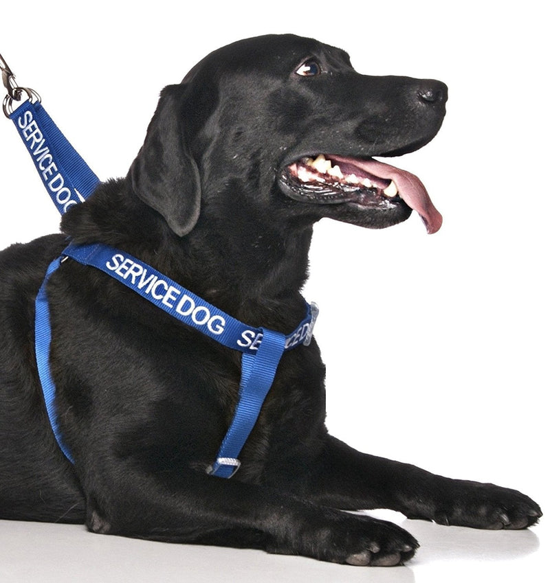 SERVICE DOG (Do Not Disturb/Dog Is Working) Blue Colour Coded Non Pull L-XL Dog Harness PREVENTS Accidents By Warning Others Of Your Dog In Advance - PawsPlanet Australia