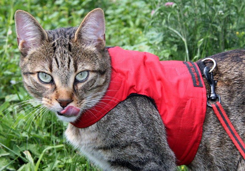 Mynwood Cat Jacket/Harness Red Adult Cat - PawsPlanet Australia