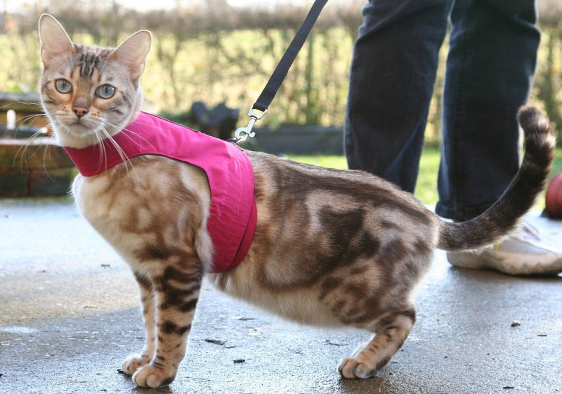 Mynwood Cat Jacket/Harness Pink Adult - PawsPlanet Australia