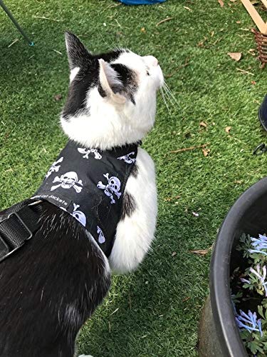 Mynwood Cat Jacket/Harness Skulls Adult Cat - PawsPlanet Australia