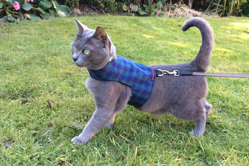 Mynwood Cat Jacket/Harness Black Watch Tartan Kitten up to 8month - PawsPlanet Australia