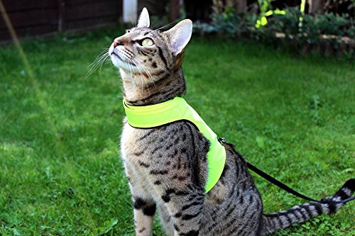 Mynwood Cat Jacket/Harness High Viz Kitten up to 8month - PawsPlanet Australia
