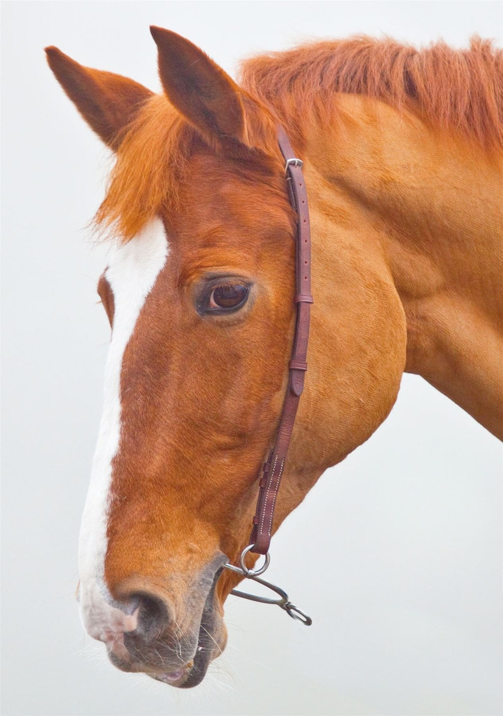 Shires Blenheim Chifney Headstrap-Black Cob - PawsPlanet Australia