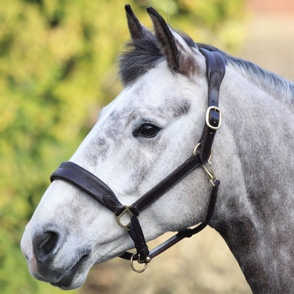 Shires Blenheim Leather Cushioned Travel Headcollar-Black Cob - PawsPlanet Australia