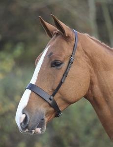 Shires Blenheim Hunter Cavesson Noseband-Black Cob - PawsPlanet Australia