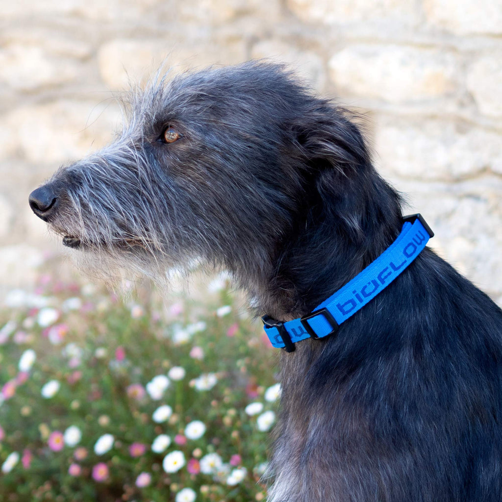 Bioflow Magnetic Dog Collar Blue (Small (up to 45cm)) Small (up to 45cm) - PawsPlanet Australia