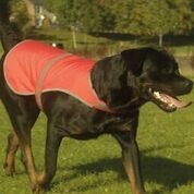 Yoko YK180 Hi-vis dogs vest (HVDW15) Personalised or Plain (Large 18 inch x 17 inch, Orange) - PawsPlanet Australia