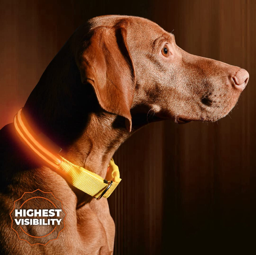 ILLUMISEEN LED Dog Collar - USB Rechargeable - Available in 6 Colours & 6 Sizes - Makes Your Dog Visible, Safe & Seen - Orange, X-X-Small (8.6 – 11.4” / 22 – 29cm) Bright Orange XX-Small (XXS) - 22 - 29 cm - PawsPlanet Australia