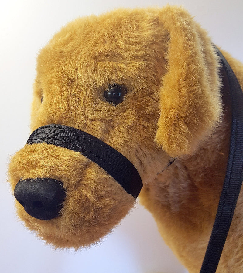 Tufftex CUSHION EASY HALT SAFETY 3 METER Figure of eight WEB dog halter head-collar lead 6 colour (BLACK) BLACK - PawsPlanet Australia