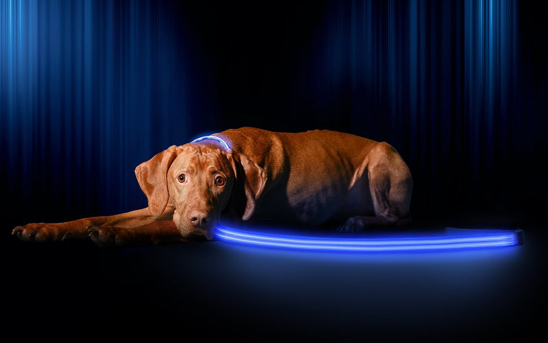 [Australia] - Illumiseen LED Dog Leash - USB Rechargeable - Available in 6 Colors & 2 Sizes - Makes Your Dog Visible, Safe & Seen 6 Feet Royal Blue 