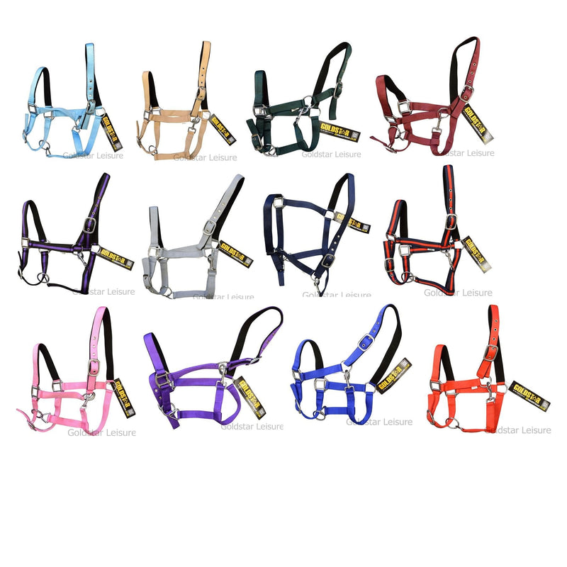 GS Equestrian Padded Shetland Head Collar - Black - PawsPlanet Australia