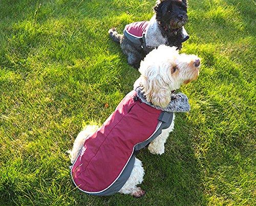 Rosewood Luxury Night-Bright LED Dog Jacket, 21-Inch - PawsPlanet Australia