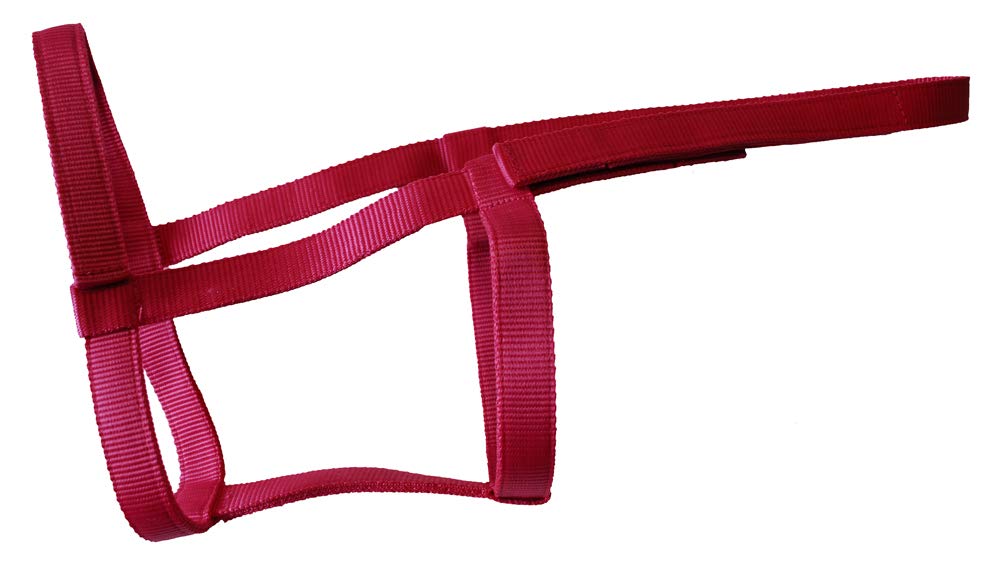 Rhinegold Field Safe Headcollar-Pony-Raspberry Pony Raspberry - PawsPlanet Australia