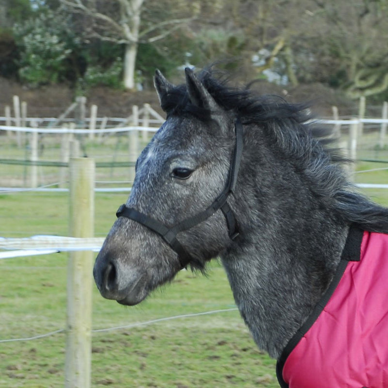 Rhinegold Field Safe Foal Headcollar Black - PawsPlanet Australia