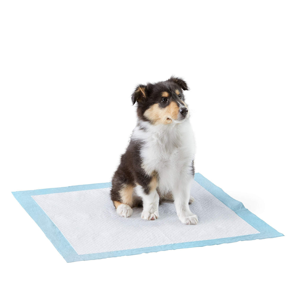 Amazon Basics Heavy Duty Pet and Puppy Training Pads, Regular -50-Count 50-Count - PawsPlanet Australia