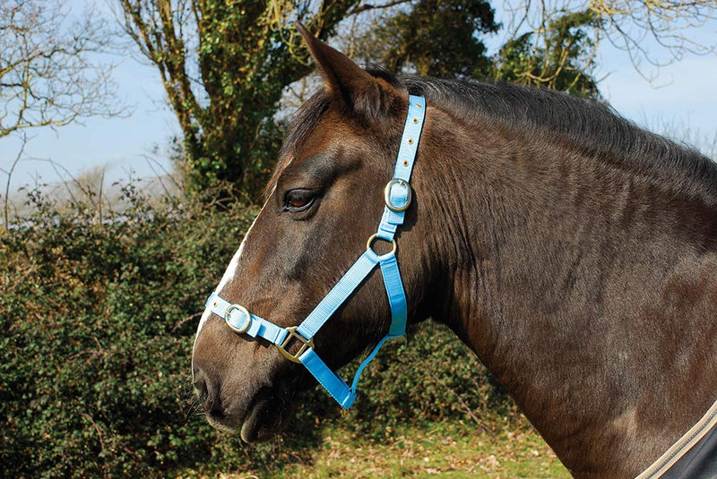 Rhinegold Nylon Headcollar Cob Baby Blue - PawsPlanet Australia