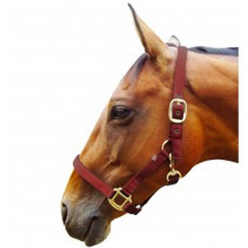 Jumpers Horse Line Padded Headcollar Full Size Burgundy - PawsPlanet Australia