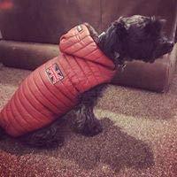 BAX Canine Colourful Parka Warm Dog Coat Suits Terrier & Dachshund Burgundy 35-40cm - PawsPlanet Australia