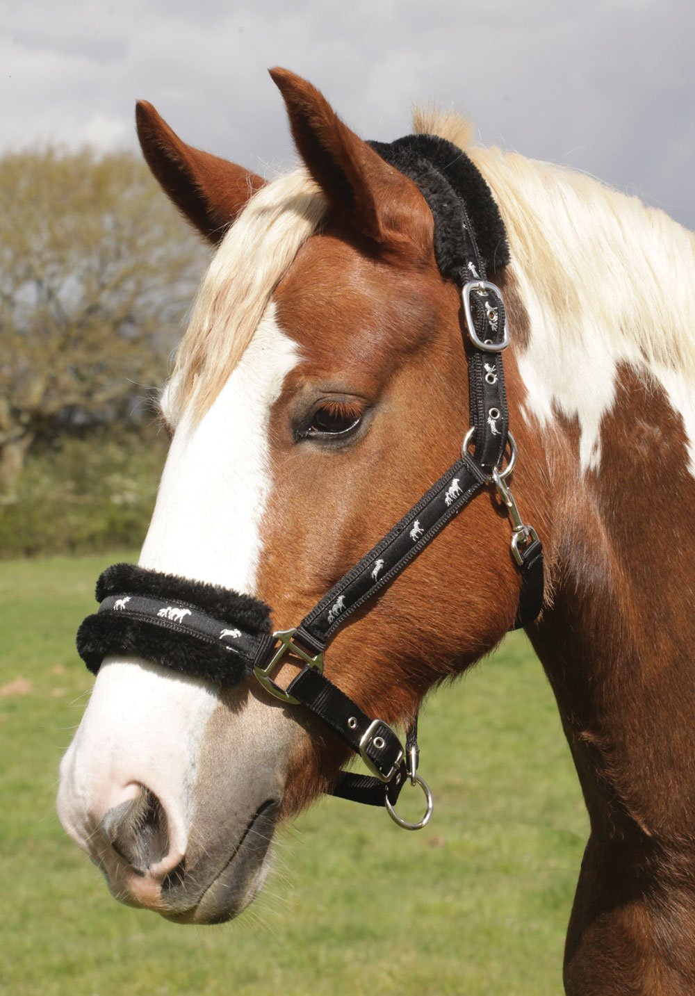 Rhinegold Logo Headcollar fleece trim Black Cob - PawsPlanet Australia