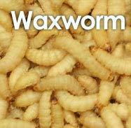 MONTAUR 50 waxworms (15g) - PawsPlanet Australia