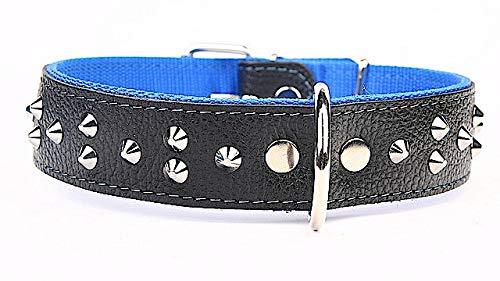 Capadi K0383 Wide Dog Collar for Bulldog with Small Studs Made of Genuine Durable Leather Soft Lined Blue Width 40 mm Length 55 cm - PawsPlanet Australia