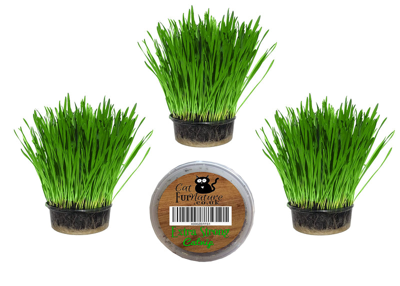 Cat Grass Kits x3 and Extra Strong Catnip x1 By Cat FurNature - PawsPlanet Australia
