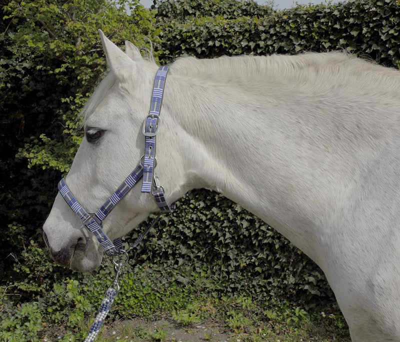 Rhinegold Carnival Headcollar & Matching Rope Set Cob Blue Check - PawsPlanet Australia