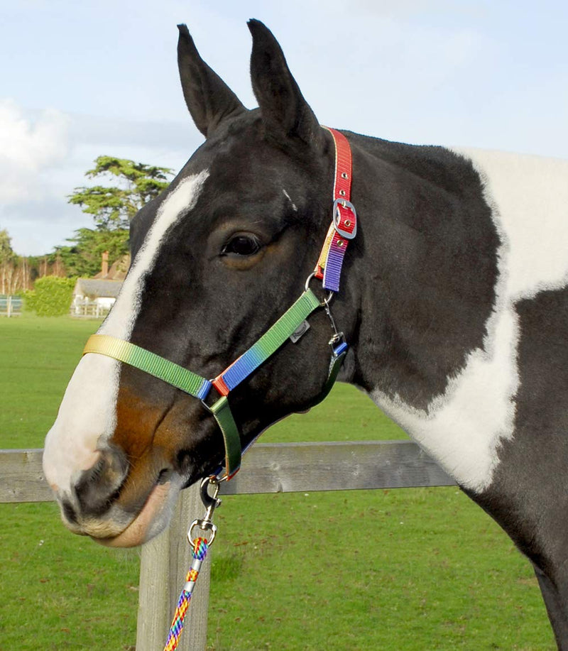 Rhinegold Rainbow Headcollar And Matching Rope Set Cob - PawsPlanet Australia