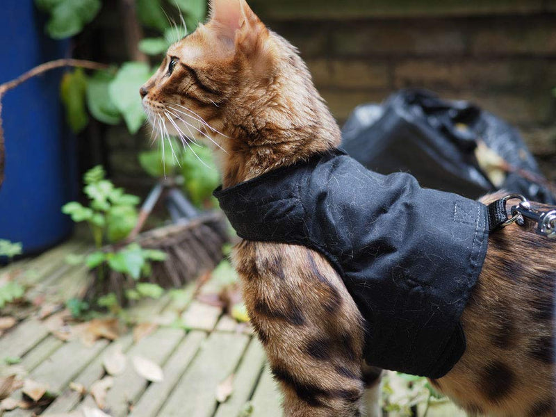 Mynwood Cat Jacket/Harness Black Adult Cat - PawsPlanet Australia