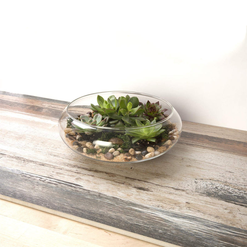 Glass Terrarium Succulent Planter 25cm dia 82148 - PawsPlanet Australia