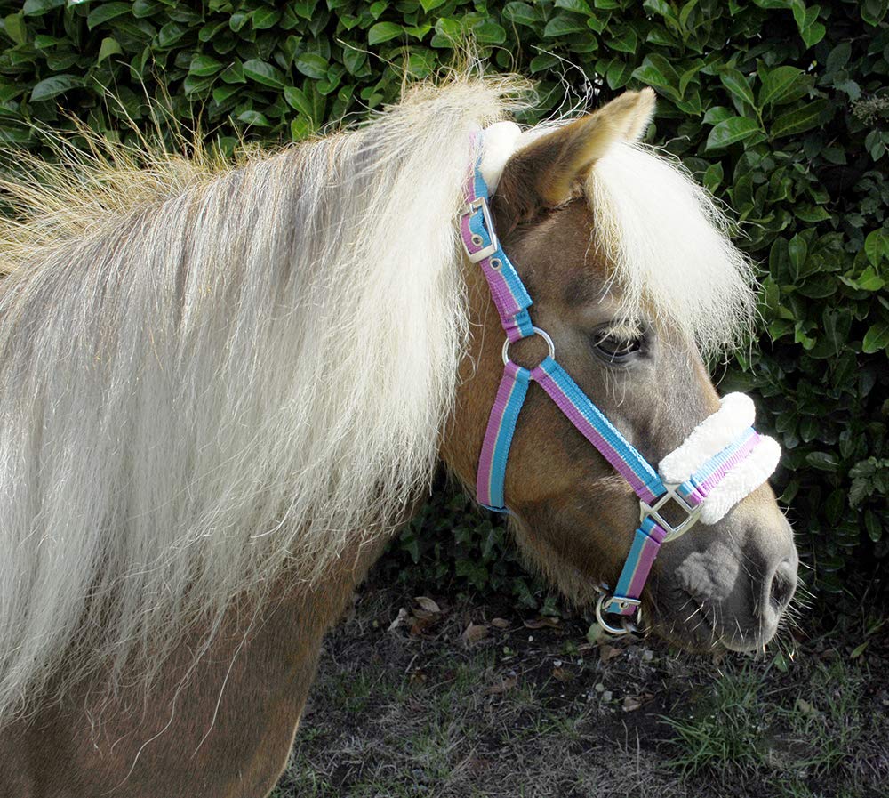 Rhinegold Bright Striped Fur Trim Small Pony Headcollar Turquoise Stripe - PawsPlanet Australia