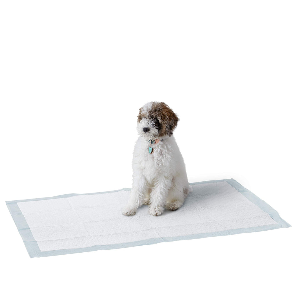 Amazon Basics Dog and Puppy Potty Training Pads, Regular Absorbency, Giant (27.5 x 44 Inches) - Pack of 40 - PawsPlanet Australia