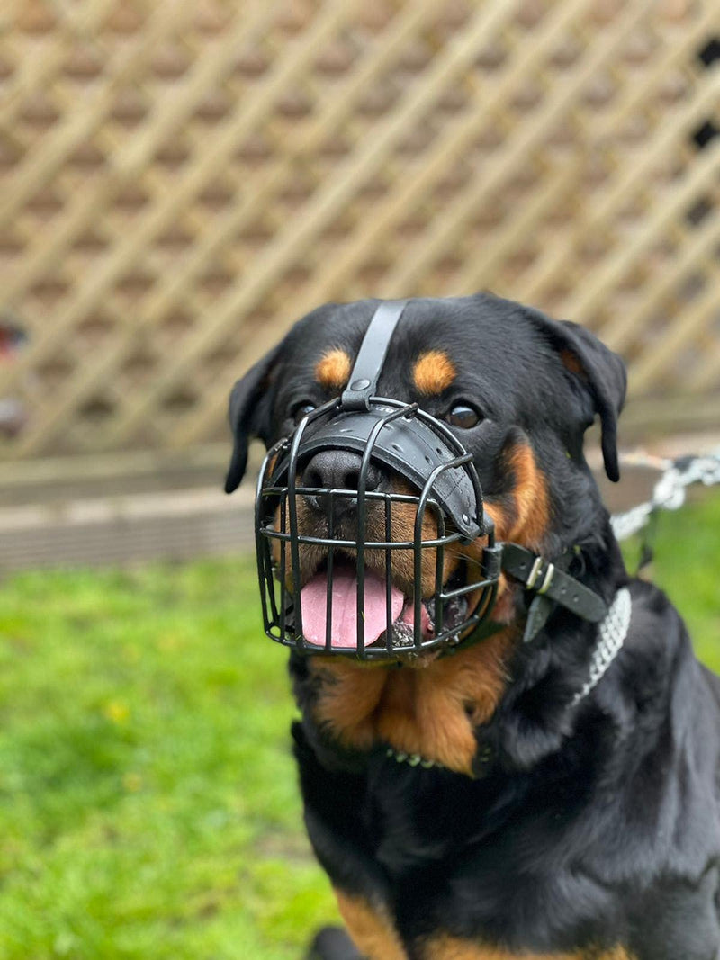 STRONG Wire Metal muzzle Basket Dog Muzzle Rottweiler,Mastiff Golden Retriever & other (R1, Black/Black Leather) R1 Black / Black Leather - PawsPlanet Australia