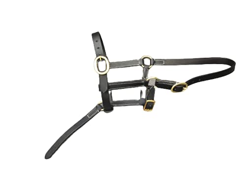 Cwell Equine FOAL LEATHER HEAD COLLAR HALTER BLACK - PawsPlanet Australia