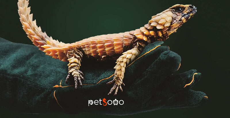 PETSOOO Pet Bite-proof Gloves Animal Handling Gloves Strengthen Leather Pet Reptile Handling Gloves Bite Resistant Protection Gloves for Dog Cat Bird Snake Parrot Lizard Reptile Bathing Grooming - PawsPlanet Australia