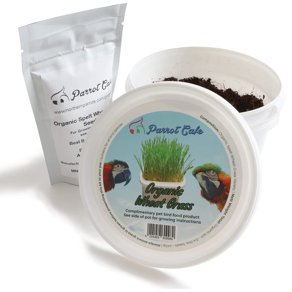Parrot Cafe Organic Wheat Grass Parrot Treat - Grow Your Own - PawsPlanet Australia