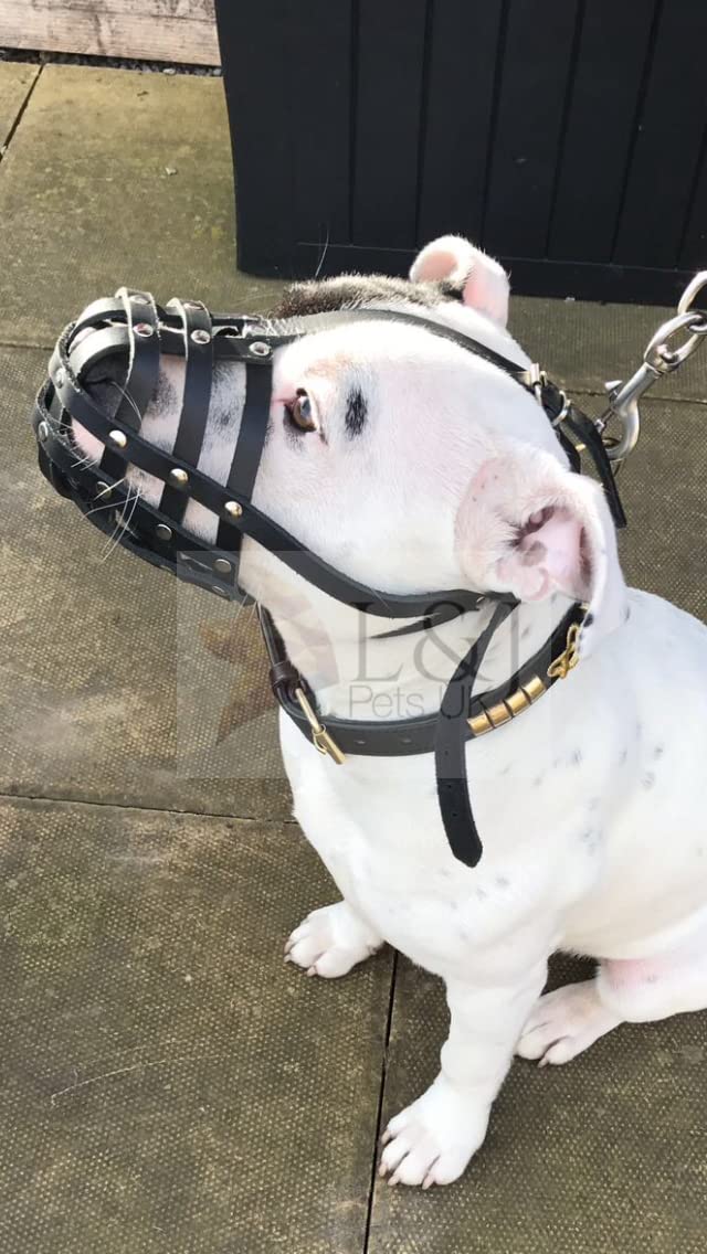 Light Genuine leather Dog Muzzle for Staffordshire Bull Terrier Staffy, Staffie and others (Black Leather, AS0) Black Leather - PawsPlanet Australia