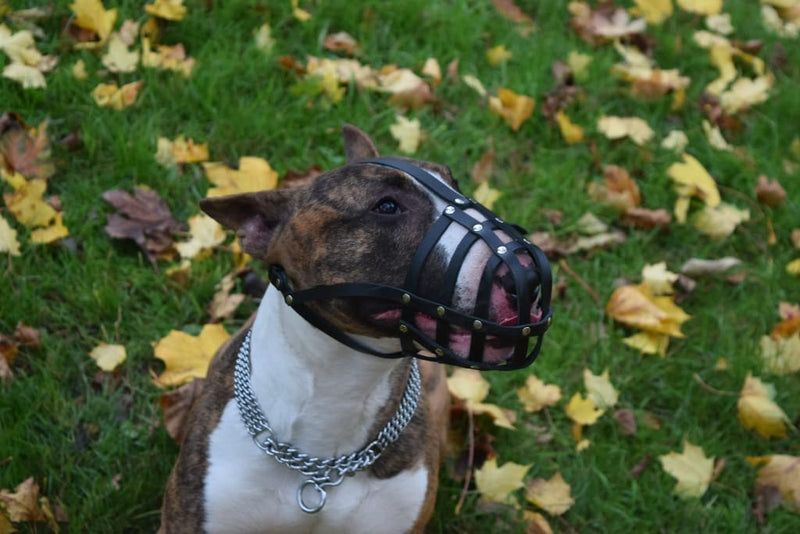 L&J Pets Uk Light Genuine leather Dog Muzzle for English Bull Terrier and other similar snout (Black Leather, BT0) (BT0-2) Black Leather - PawsPlanet Australia