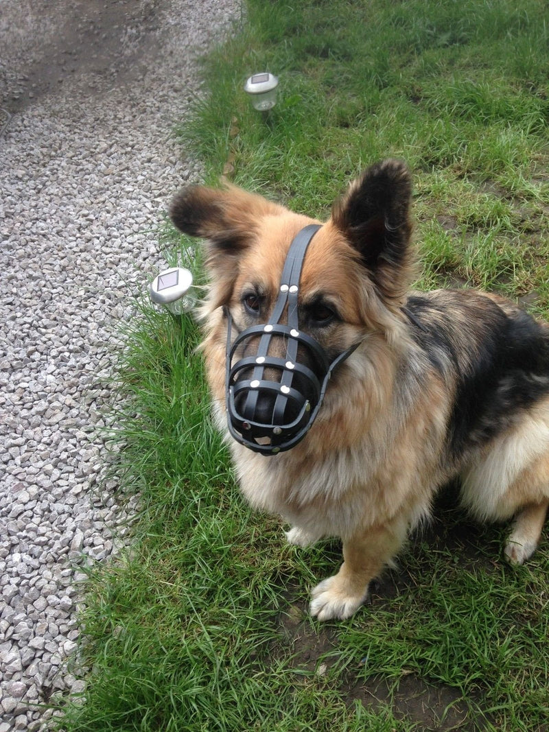 L&J Pets Uk New Genuine Light leather Dog Muzzle German Shepherd and Other Similar Snout (Black Leather, W1) (W1-3) Black Leather - PawsPlanet Australia