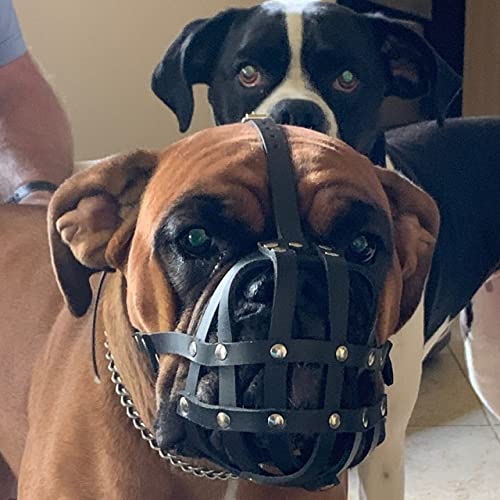 L&J Pets Uk New Light leather Dog Muzzle for Boxer and Other dogs with short snout (Black Leather, B1) (B1-4) Black Leather - PawsPlanet Australia