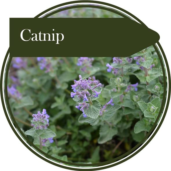 500 Seeds Herb Catnip producing a Perennial herb. Leaves Have a Mint Like Smell, Loved by Cats, Also Called Catmint. - PawsPlanet Australia